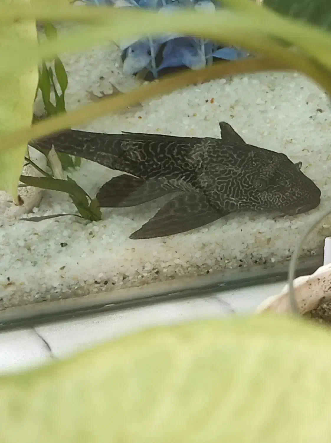 لجن خوار اسپرت|ماهی|ملایر, |دیوار