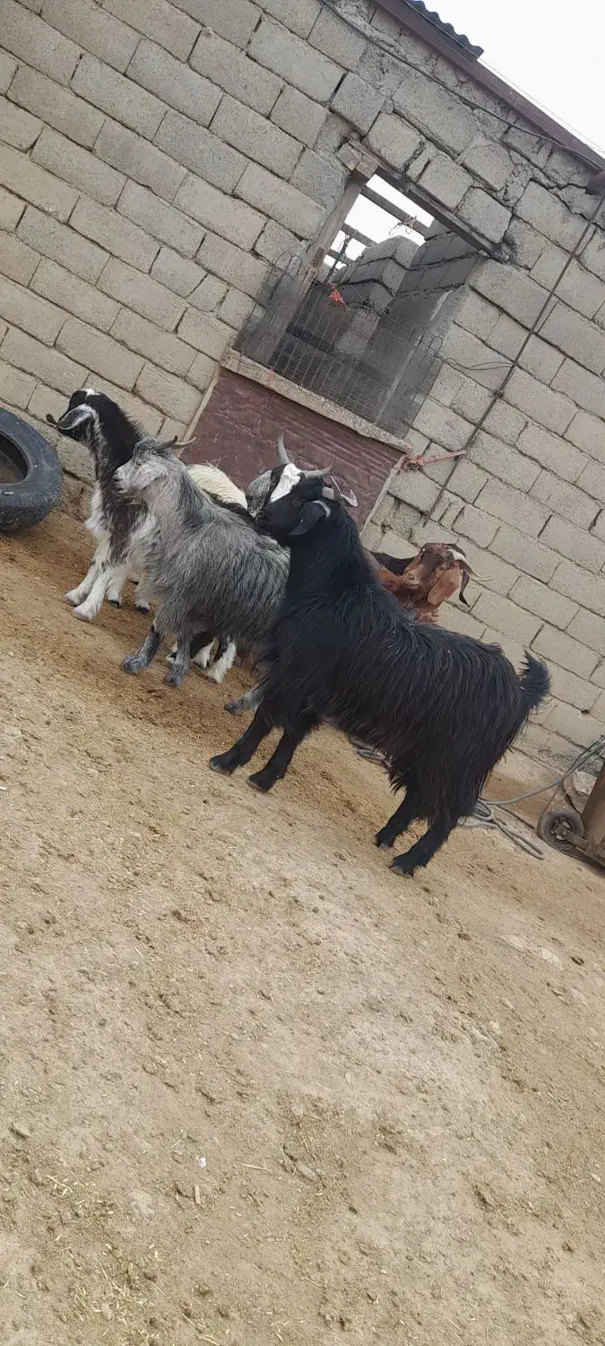 بز‌نر‌‌‌‌‌شیرکان|حیوانات مزرعه|همدان, |دیوار