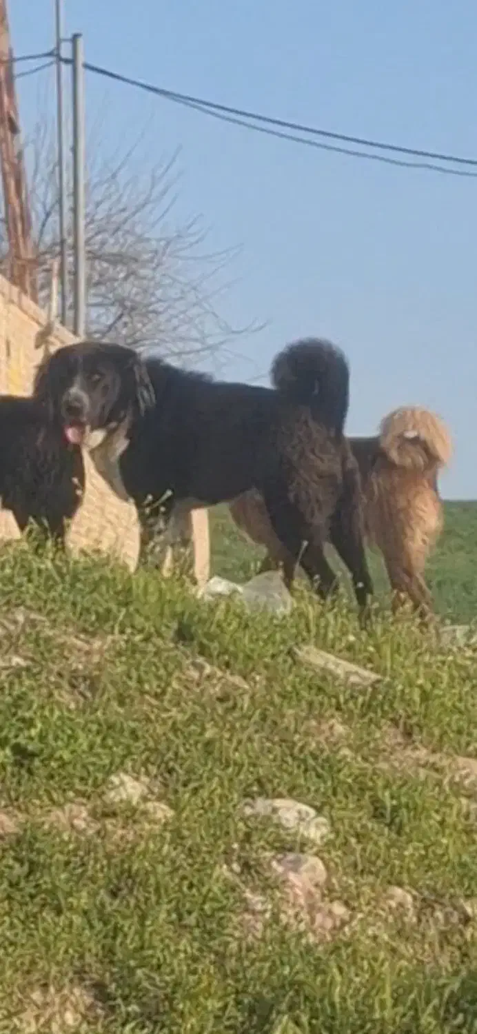 سگ قدرجونی ششدانگ|سگ|قهدریجان, |دیوار