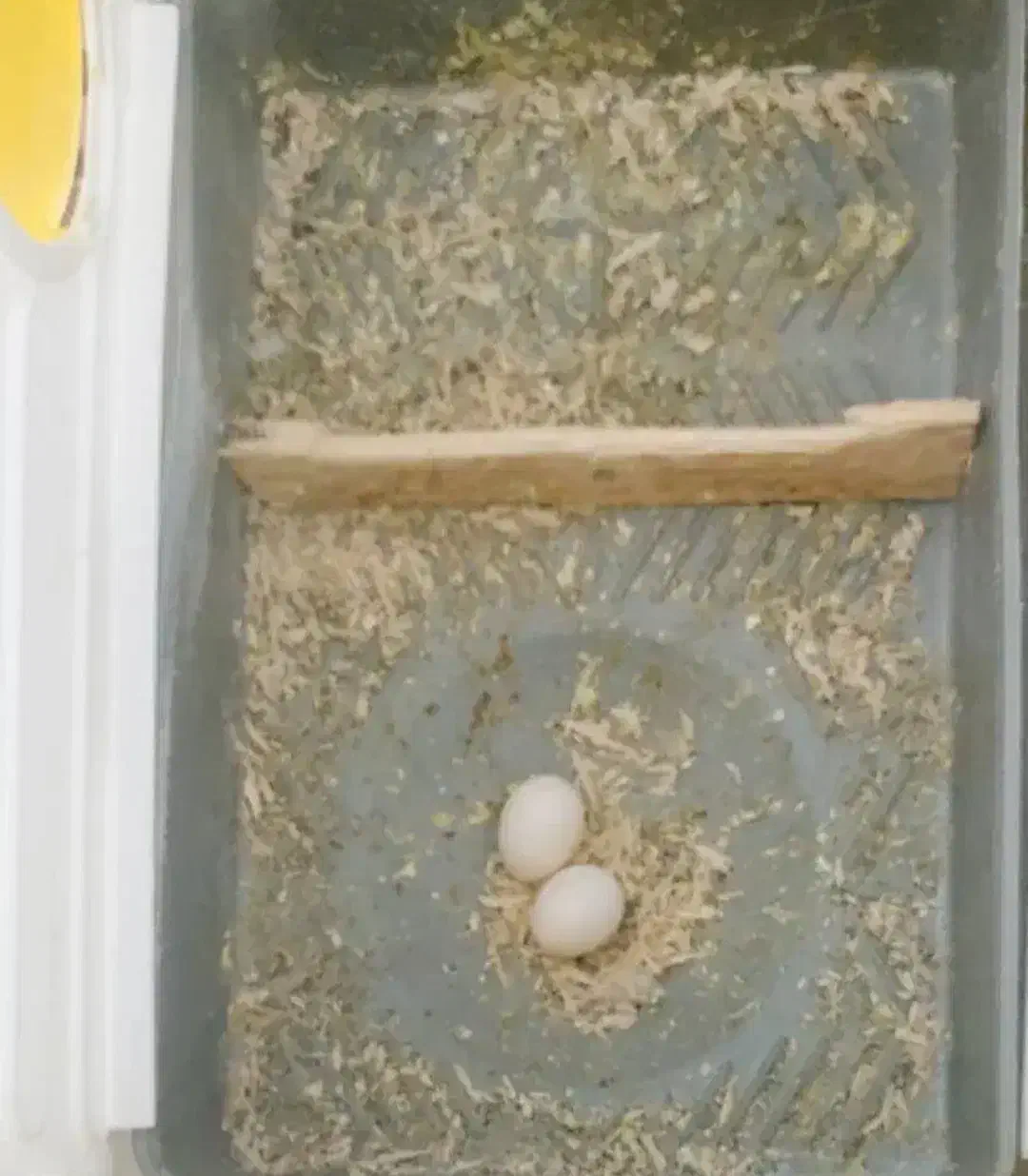 فروش جفت عروس هلندی مولد|پرنده|سوسنگرد, |دیوار