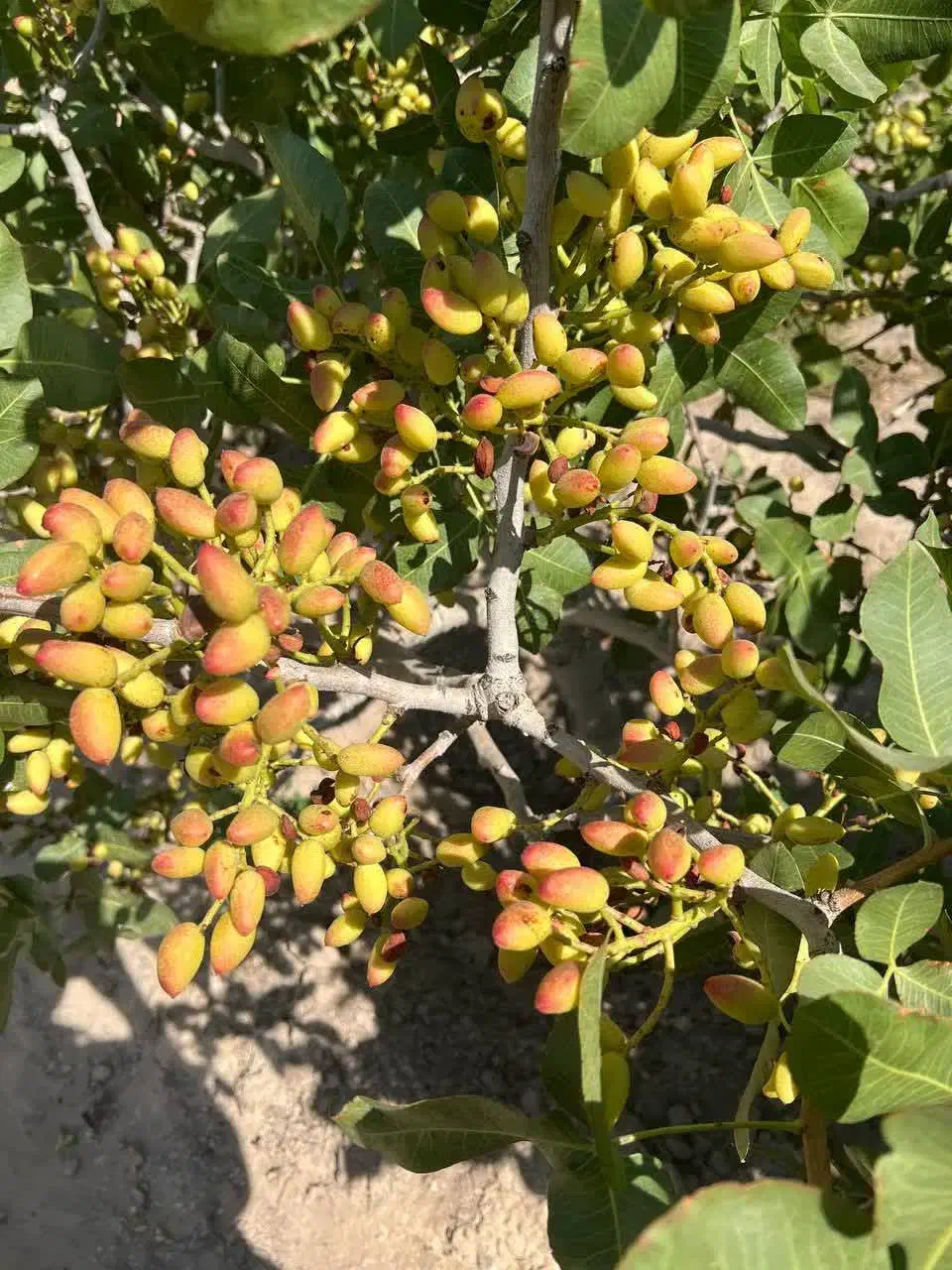 پیشفروش نهال دسته کله قوچی|خدمات باغبانی و درختکاری|شهرضا, |دیوار