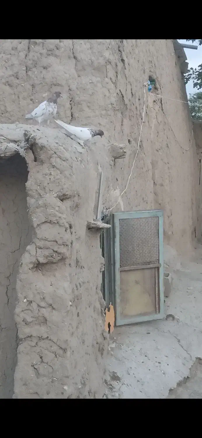 کبوتر جفت باش قرمزی|پرنده|ارشق, |دیوار