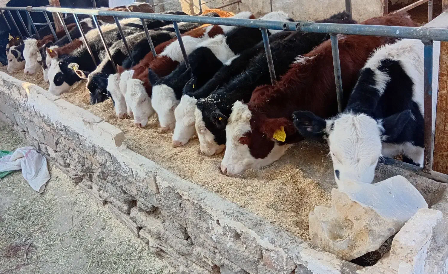 گوساله ماده سیمینتال اصیل|حیوانات مزرعه|فامنین, |دیوار