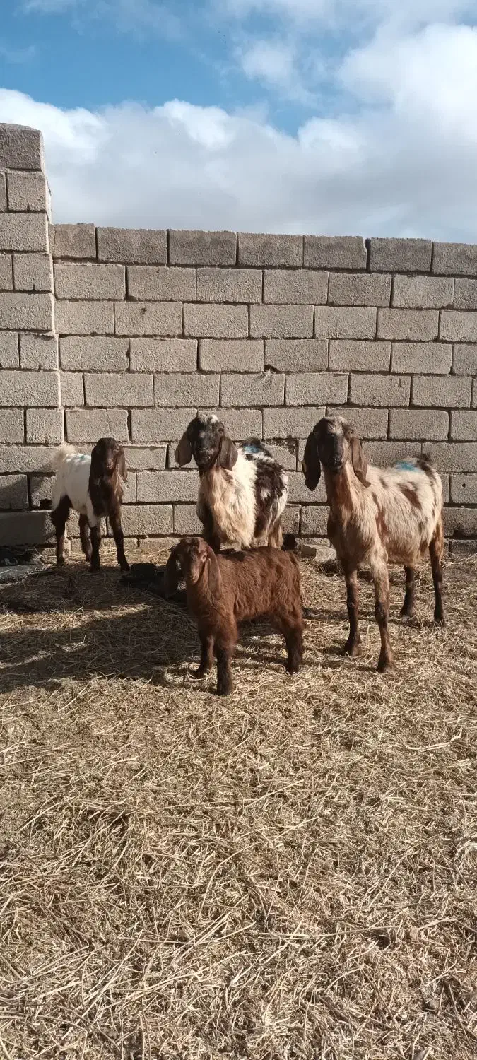 دوعدد بز ننه بالاجوان|حیوانات مزرعه|اردبیل, |دیوار