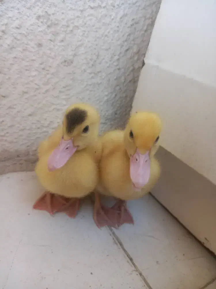 یک جفت جوجه اردک مسکویی سرحال و زبل|حیوانات مزرعه|تهران, قصر فیروزه ۲|دیوار