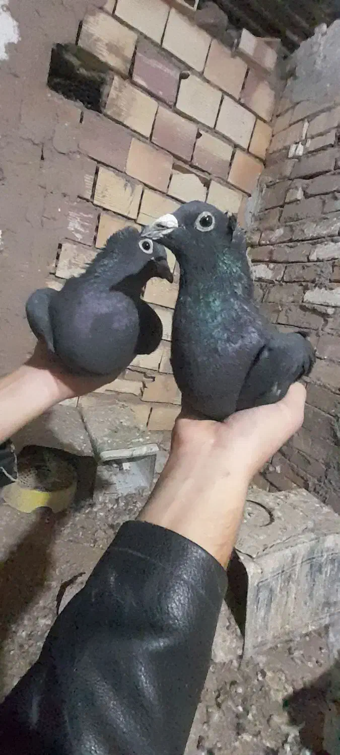 یه جفت کفتر زاغ‌کلاغ‌ خطری|پرنده|زرند, |دیوار