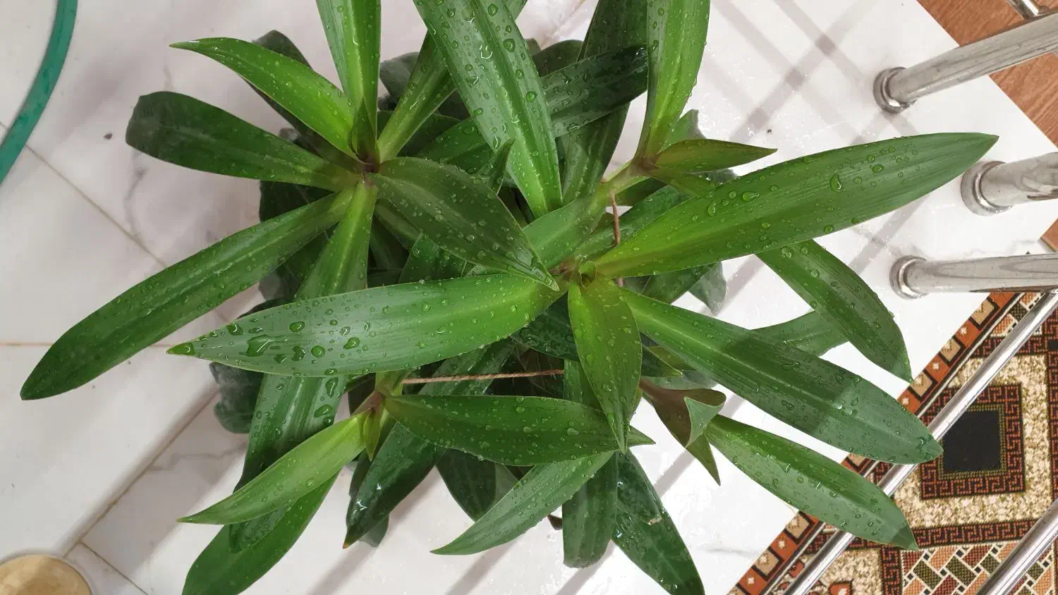 گل موسی در گهواره|گل و گیاه طبیعی|یزد, |دیوار