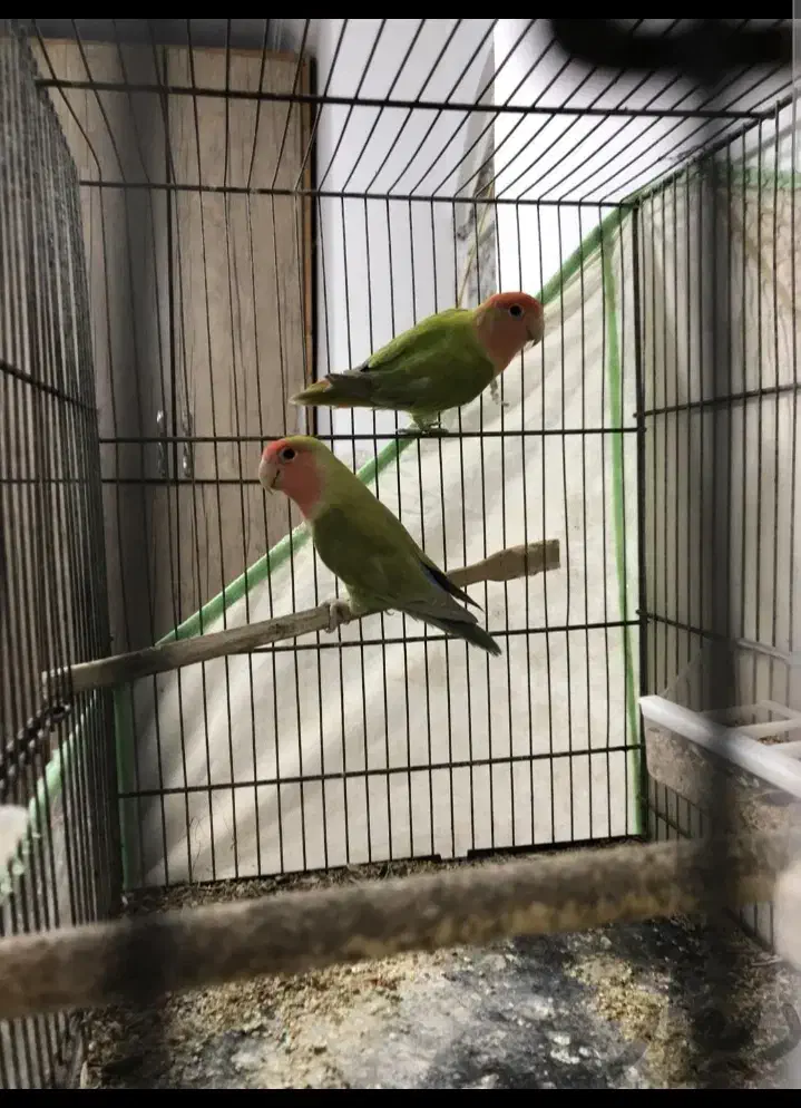 قفس پرنده|لوازم جانبی حیوانات|بندرعباس, |دیوار