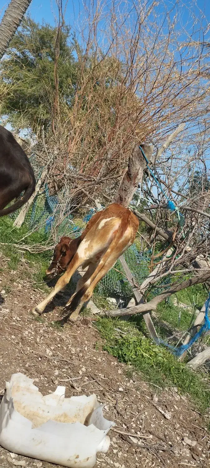 گوساله|حیوانات مزرعه|قشم, |دیوار