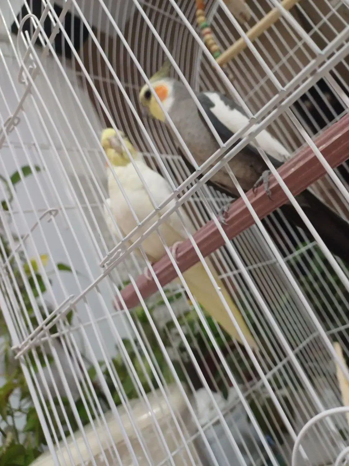 ی جفت عروس هلندی دستی بدون قفس|پرنده|سمیرم, |دیوار