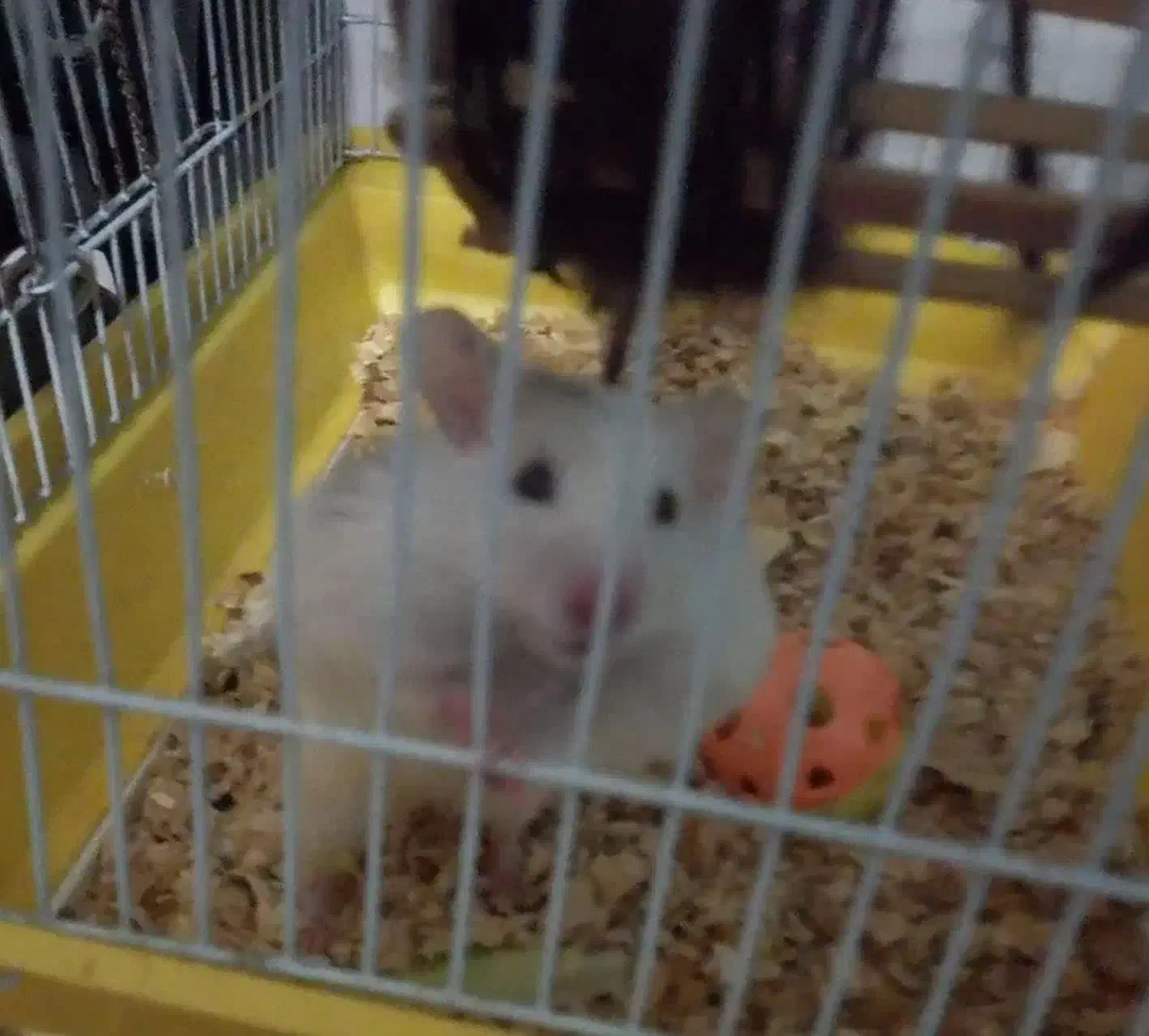 واگذاری همستر|موش و خرگوش|کرج, مهرویلا شمالی|دیوار