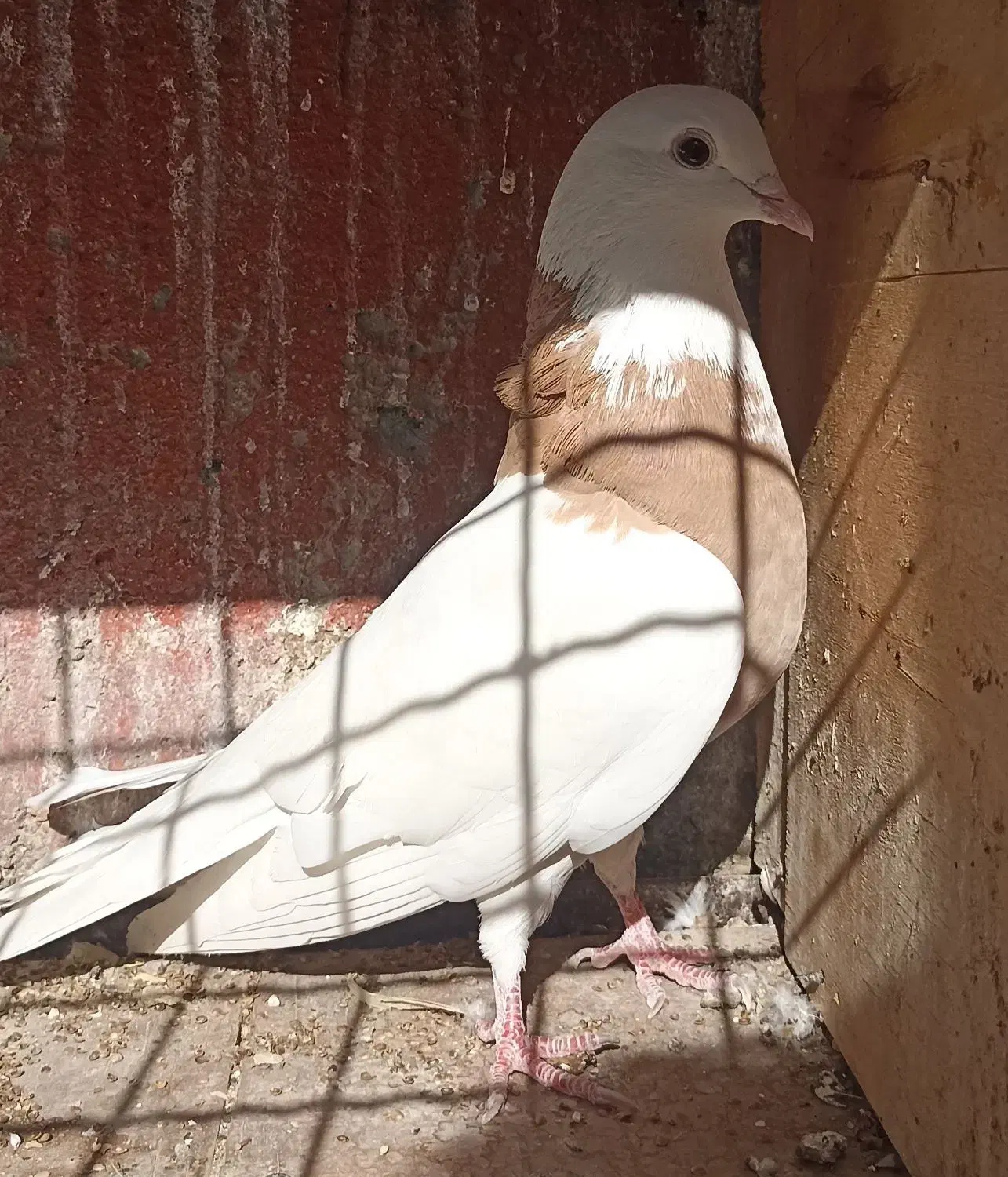 کفتر|پرنده|شهریار, اصیل آباد|دیوار