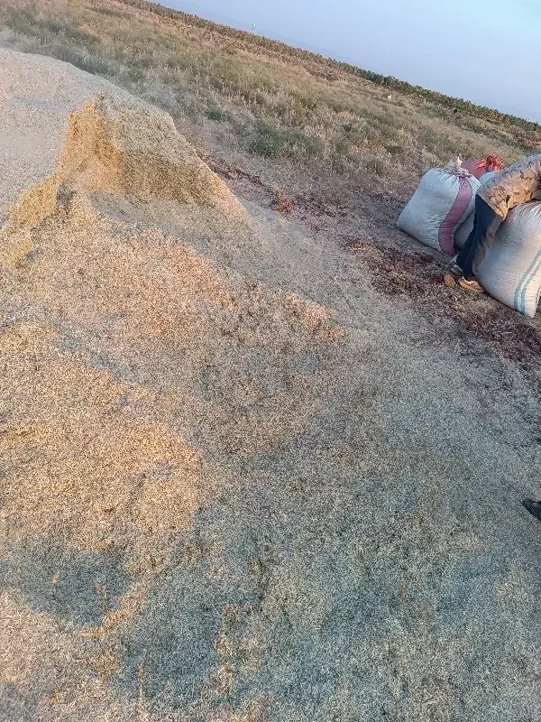 فروش پرسگندموکاهویونجهوکسانتره|عمدهفروشی|نیشابور, فردوسی جنوبی|دیوار