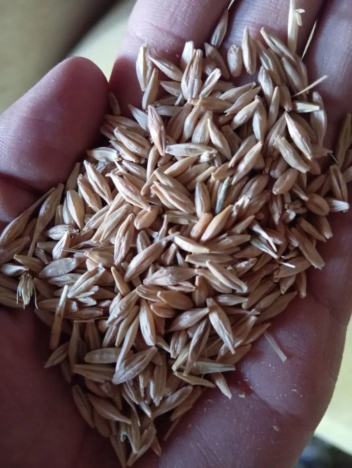 جو دیم|خوردنی و آشامیدنی|بیرانوند, |دیوار