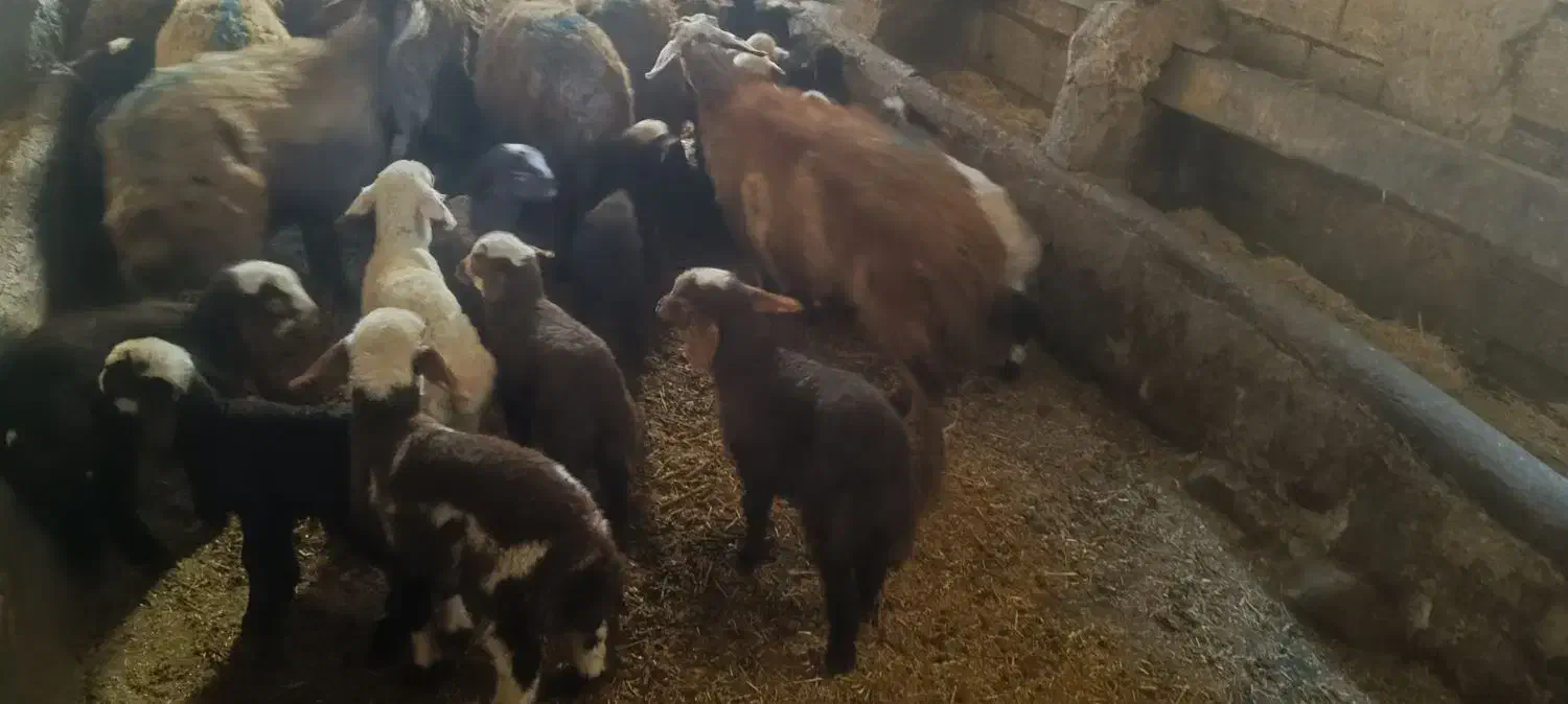 میش و بره جوان|حیوانات مزرعه|سنقر, |دیوار