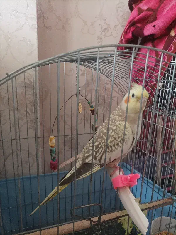 پرنده|پرنده|تهران, شهرک رضویه|دیوار