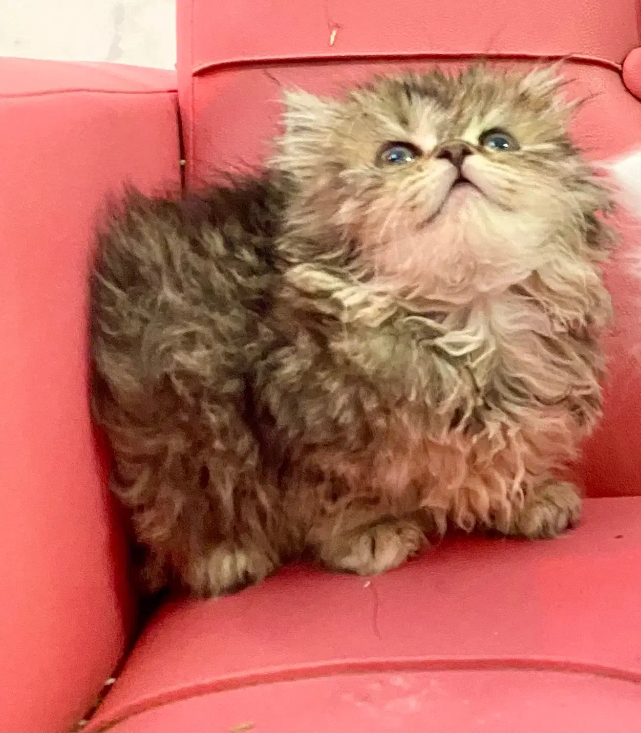 گربه پرشین|گربه|اصفهان, دانشگاه اصفهان|دیوار