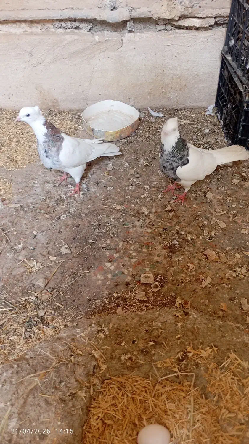 ...|لوازم جانبی حیوانات|امیدیه, |دیوار