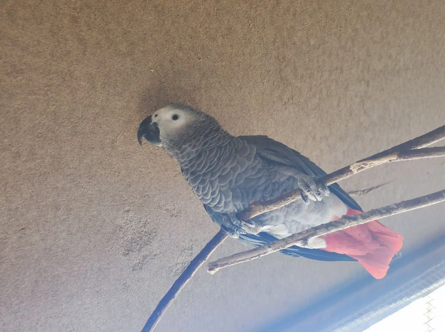 پرنده کاسکو نر وماده|پرنده|دشتیاری, |دیوار