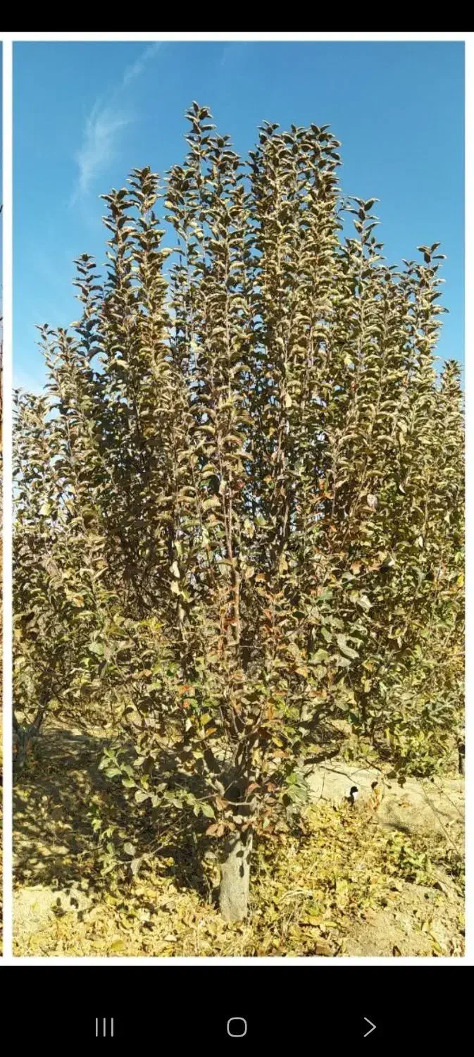 خریدچوب ضایعات هرس کار انواع درختان|خدمات باغبانی و درختکاری|میاندوآب, |دیوار