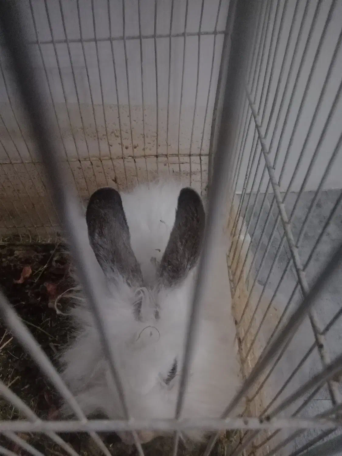 خرگوش|موش و خرگوش|خواف, |دیوار