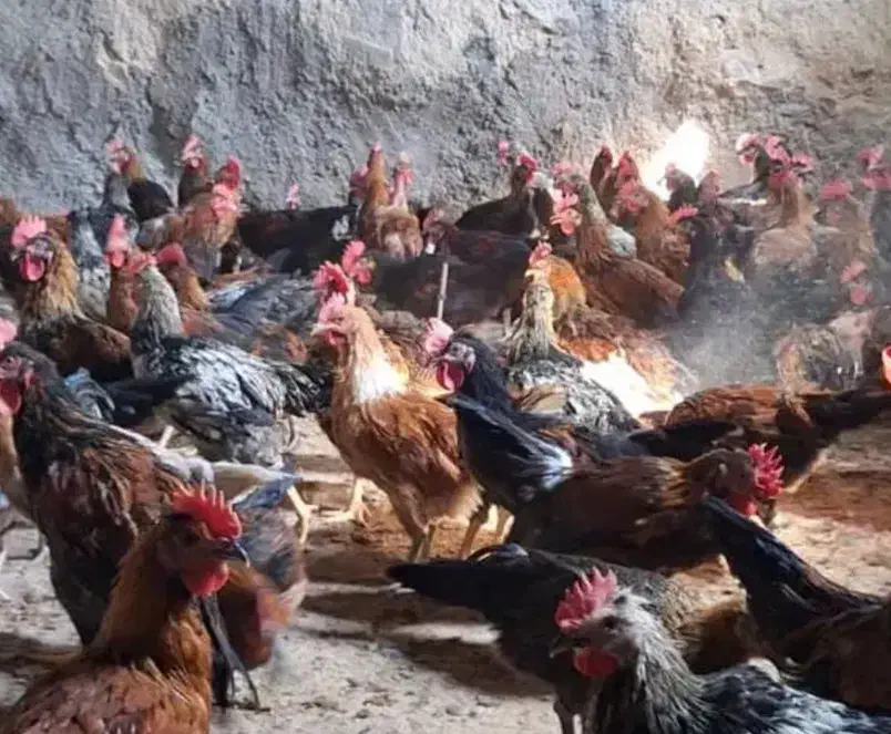 حراج بچ خروس محلی اصل پا سیاه ( نصف قیمت بازار)|حیوانات مزرعه|فیروزآباد (فارس), |دیوار