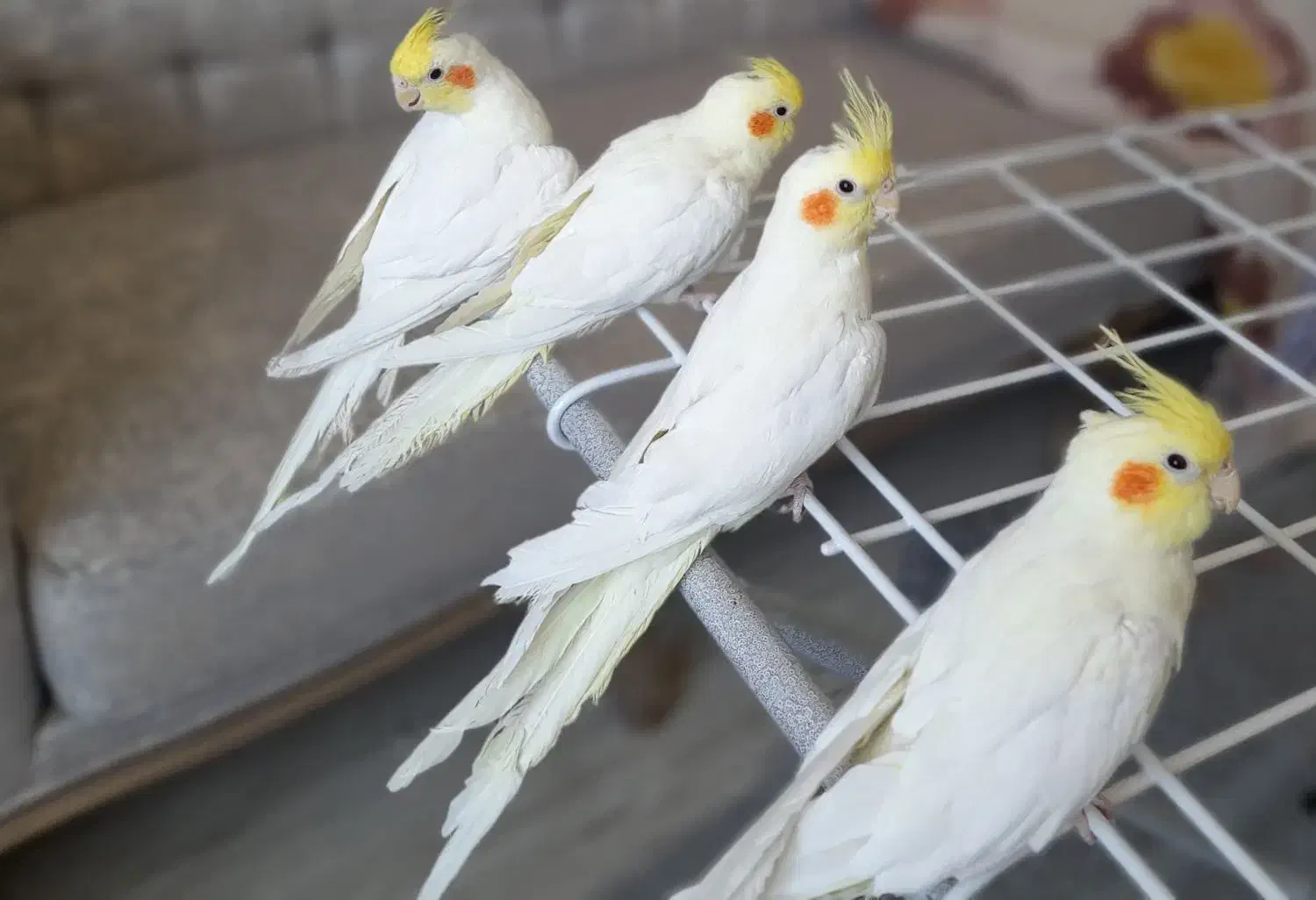 عروس هلندی دستی|پرنده|ابهر, |دیوار