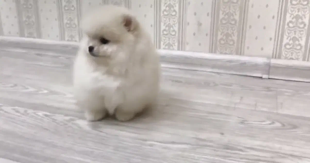 پامر خرسی|سگ|تهران, نیاوران|دیوار