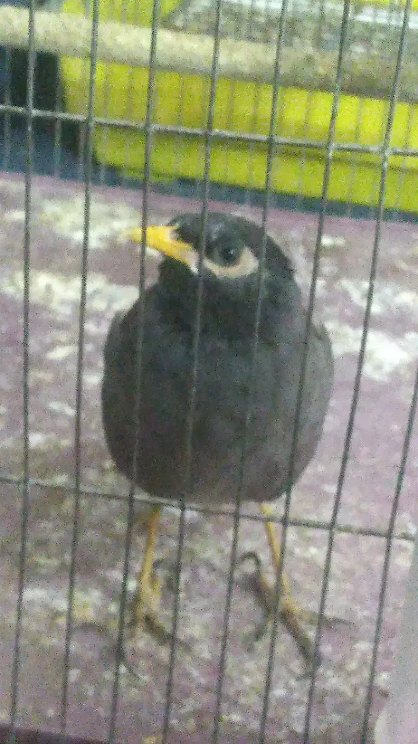 پرنده مینا|پرنده|تهران, مطهری|دیوار