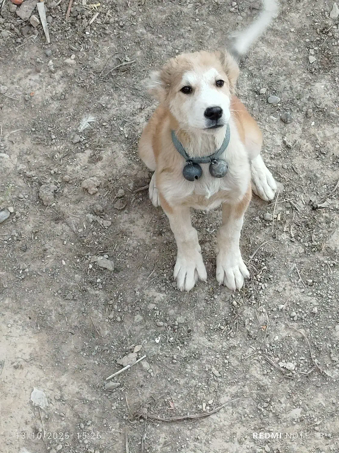 یک عدد توله سگ سرابی|سگ|اسفرورین, |دیوار