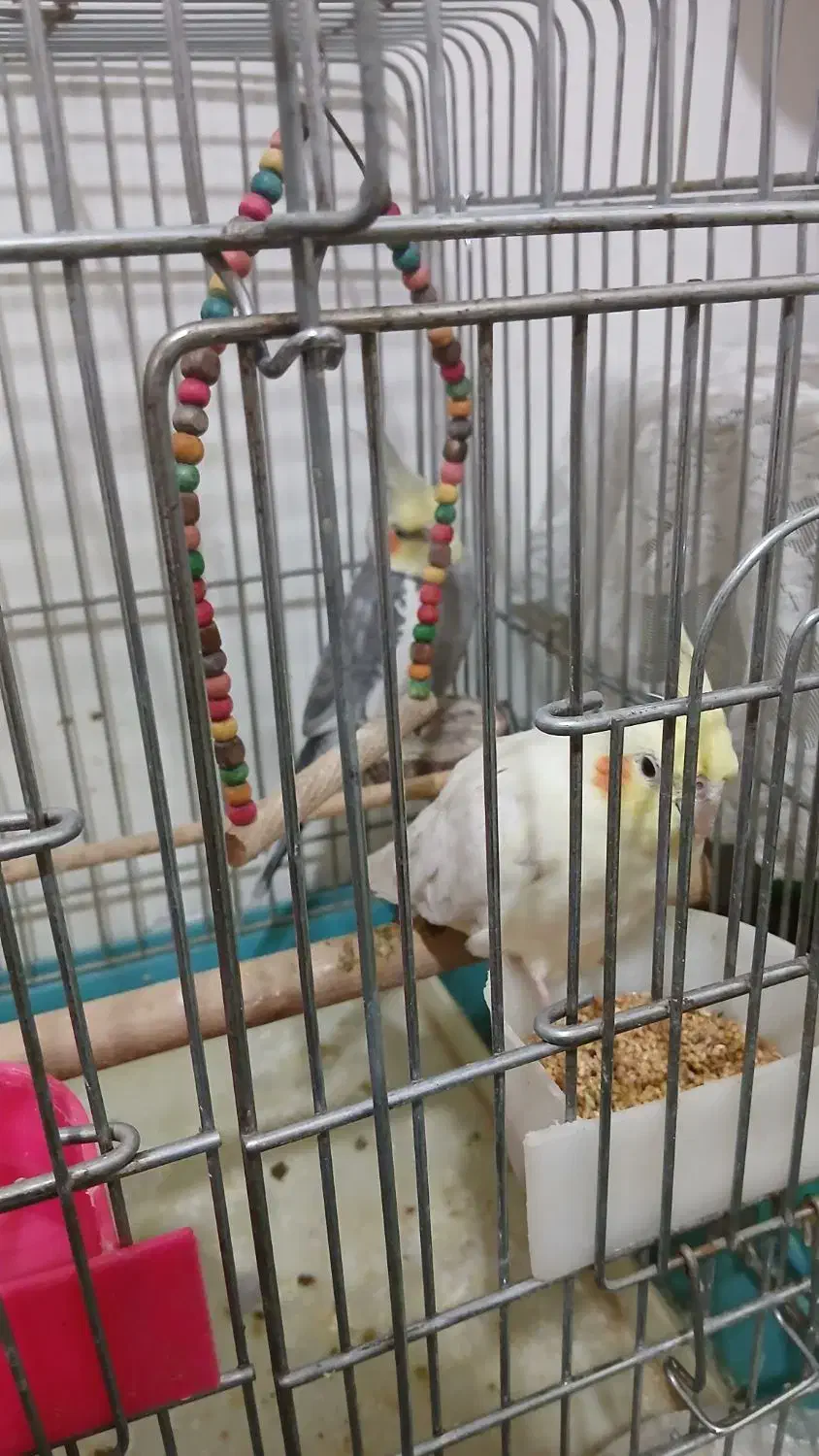 عروس هلندی|پرنده|کبودرآهنگ, |دیوار