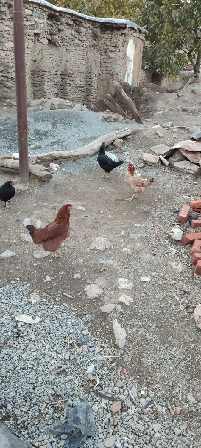 مرغ محلی|حیوانات مزرعه|مریوان, |دیوار