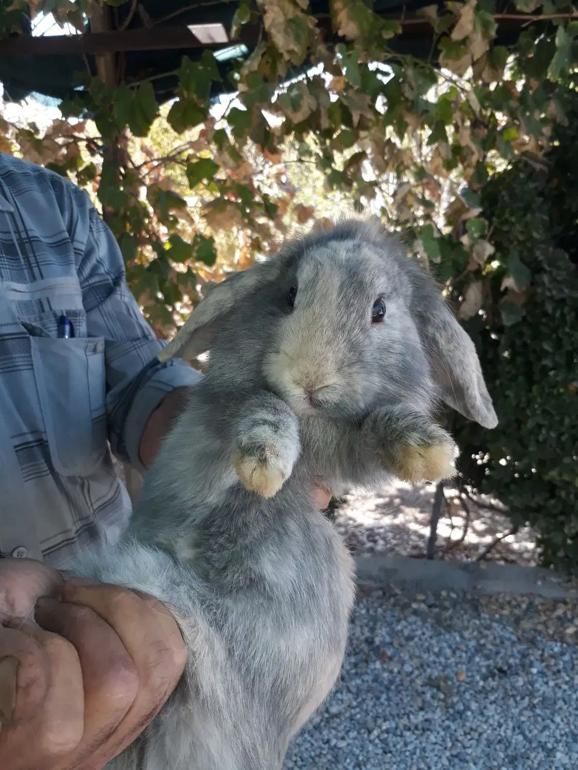 دو عدد خرگوش از نژتد لوپ|موش و خرگوش|خمینی‌شهر, |دیوار