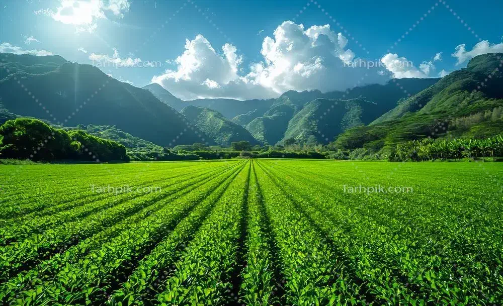 مزرعه|فروش دفتر صنعتی، کشاورزی، تجاری|فرخشهر, |دیوار