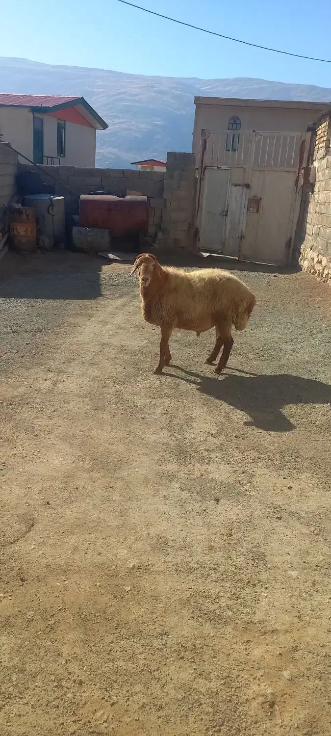 مغان|حیوانات مزرعه|بیلوار, |دیوار