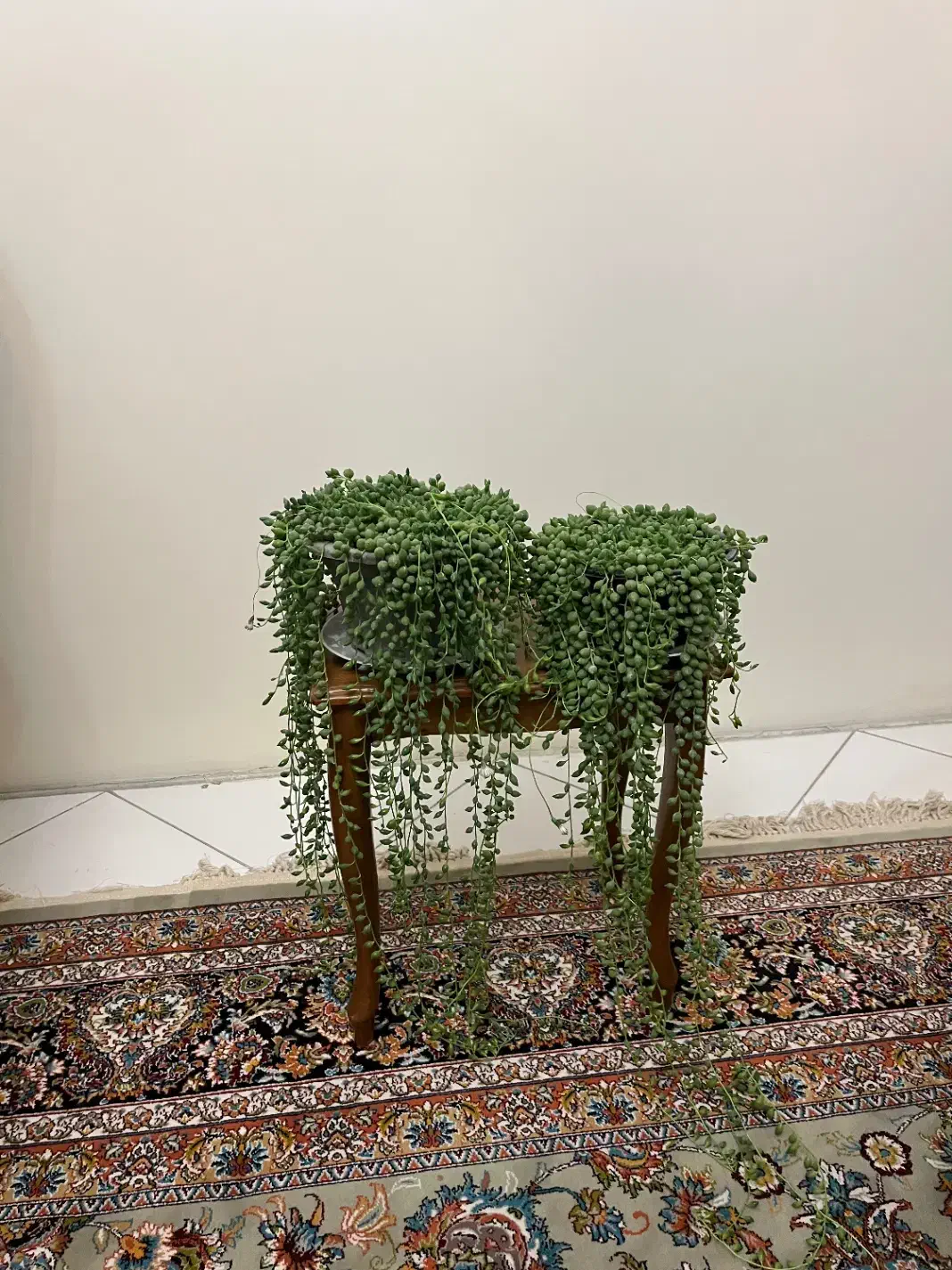 پتوس حصیری پتوس مرمری اسکاندیس غوره ای فلوریدا|گل و گیاه طبیعی|مشهد, دانشجو|دیوار