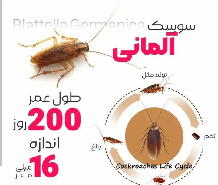 سم سوسک|خدمات نظافت|اسلام‌شهر, شهرک مهدیه|دیوار