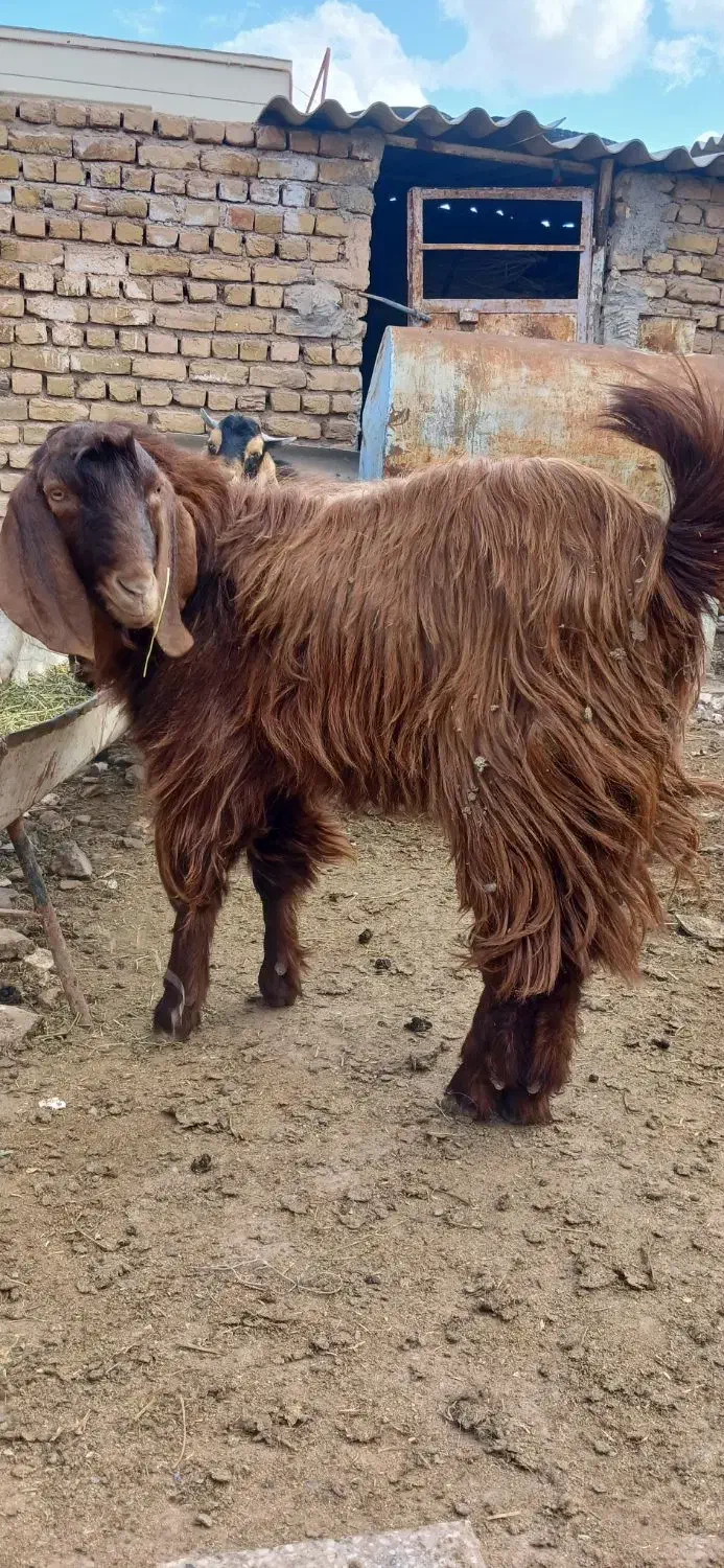 بزغاله نر|حیوانات مزرعه|تربت‌حیدریه, باغ سلطانی|دیوار