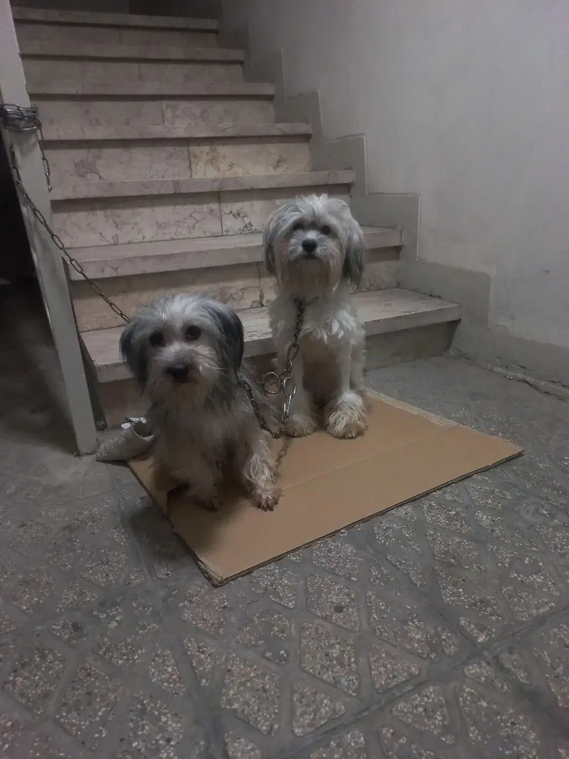 واگذاری سگ آپارتمانی|سگ|تهران, فاطمی|دیوار