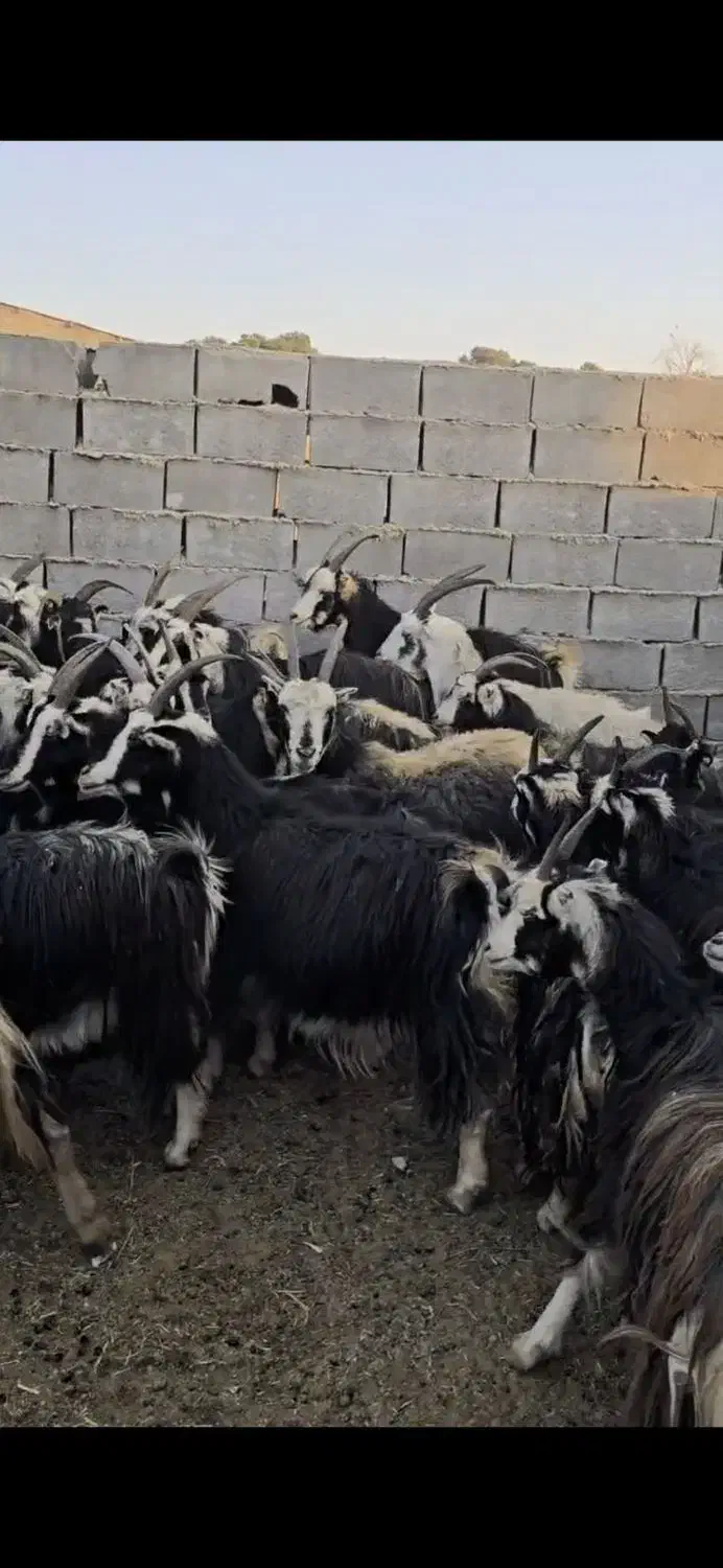 ۴۵راس بز خلج|حیوانات مزرعه|پیشوا, |دیوار