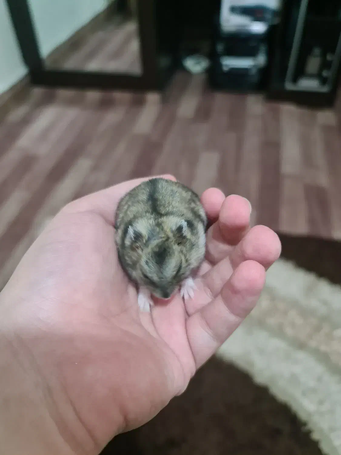 همستر مینیاتوری|موش و خرگوش|اصفهان, فرح آباد|دیوار