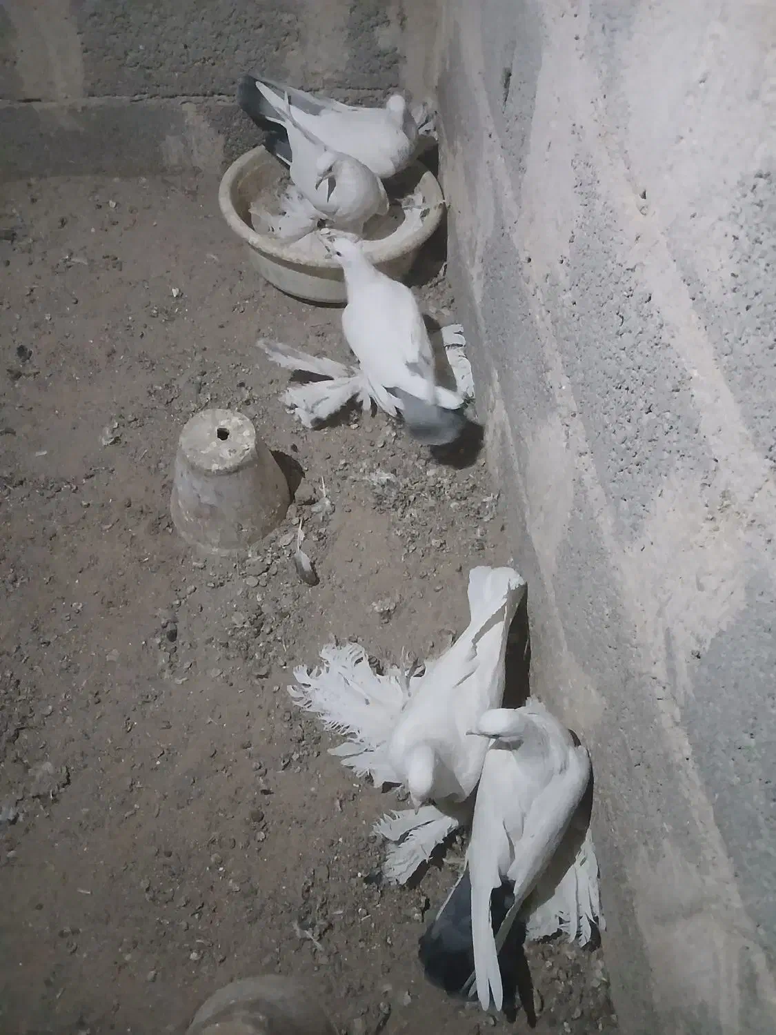 کبوتر توهلو|پرنده|آذرشهر, |دیوار