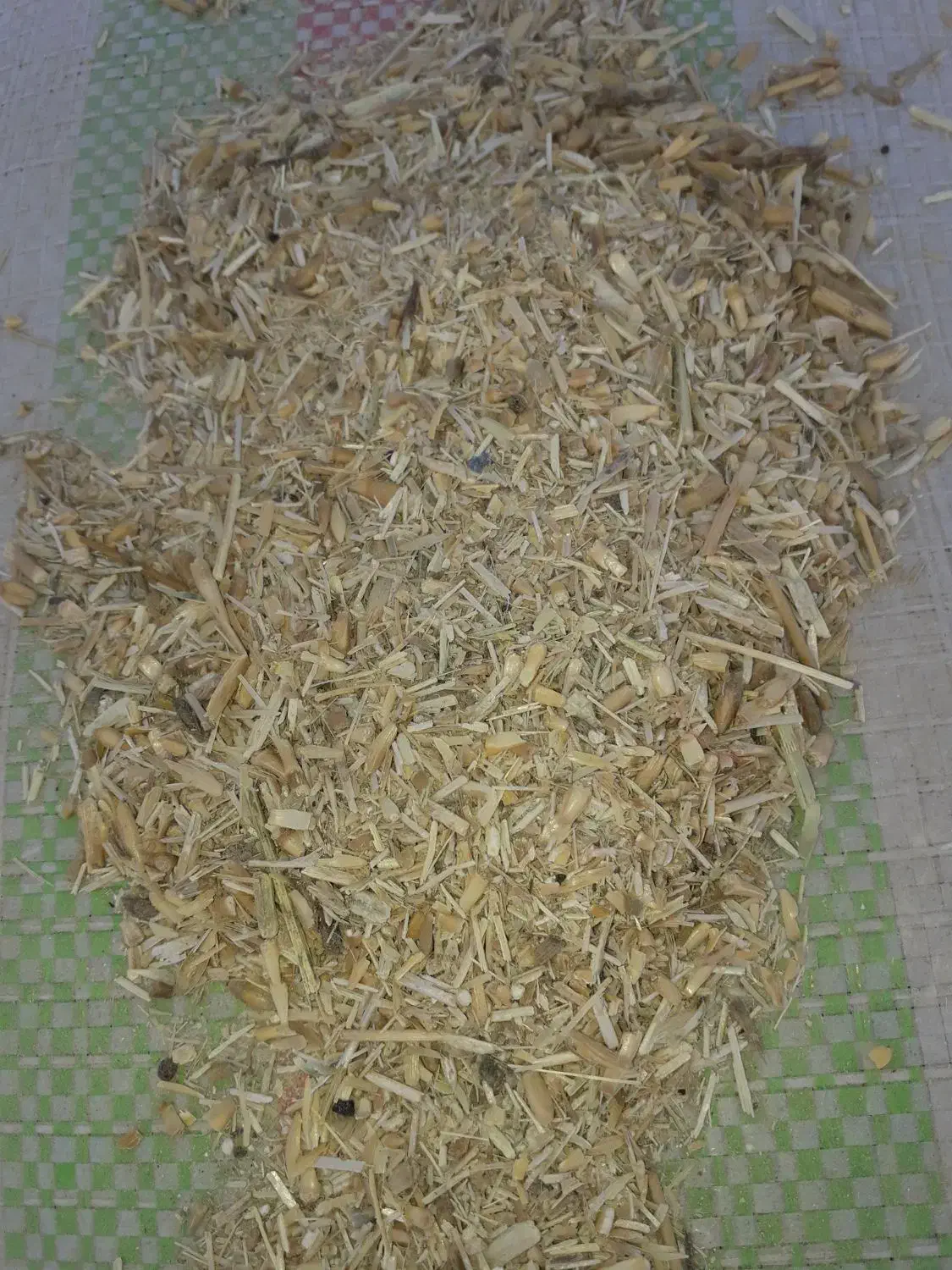 سرخوشه گندم|لوازم جانبی حیوانات|بندر ترکمن, |دیوار