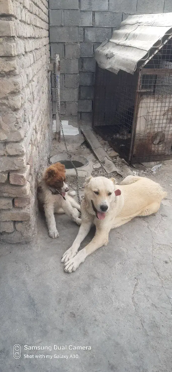 سگ خراسانی|سگ|دلیجان, |دیوار