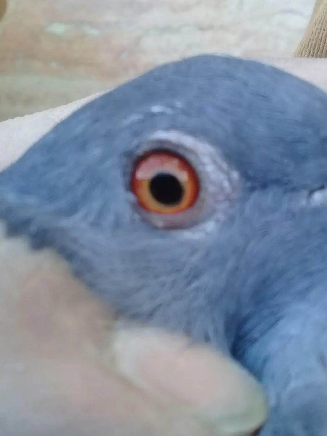 کفتر|پرنده|جیرفت, |دیوار