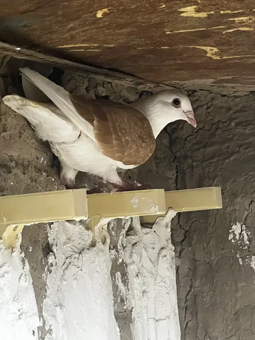 ماده دوکت|پرنده|زابل, |دیوار