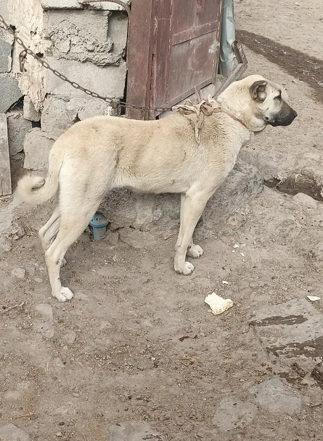 ماده سرابی|سگ|میانه, |دیوار