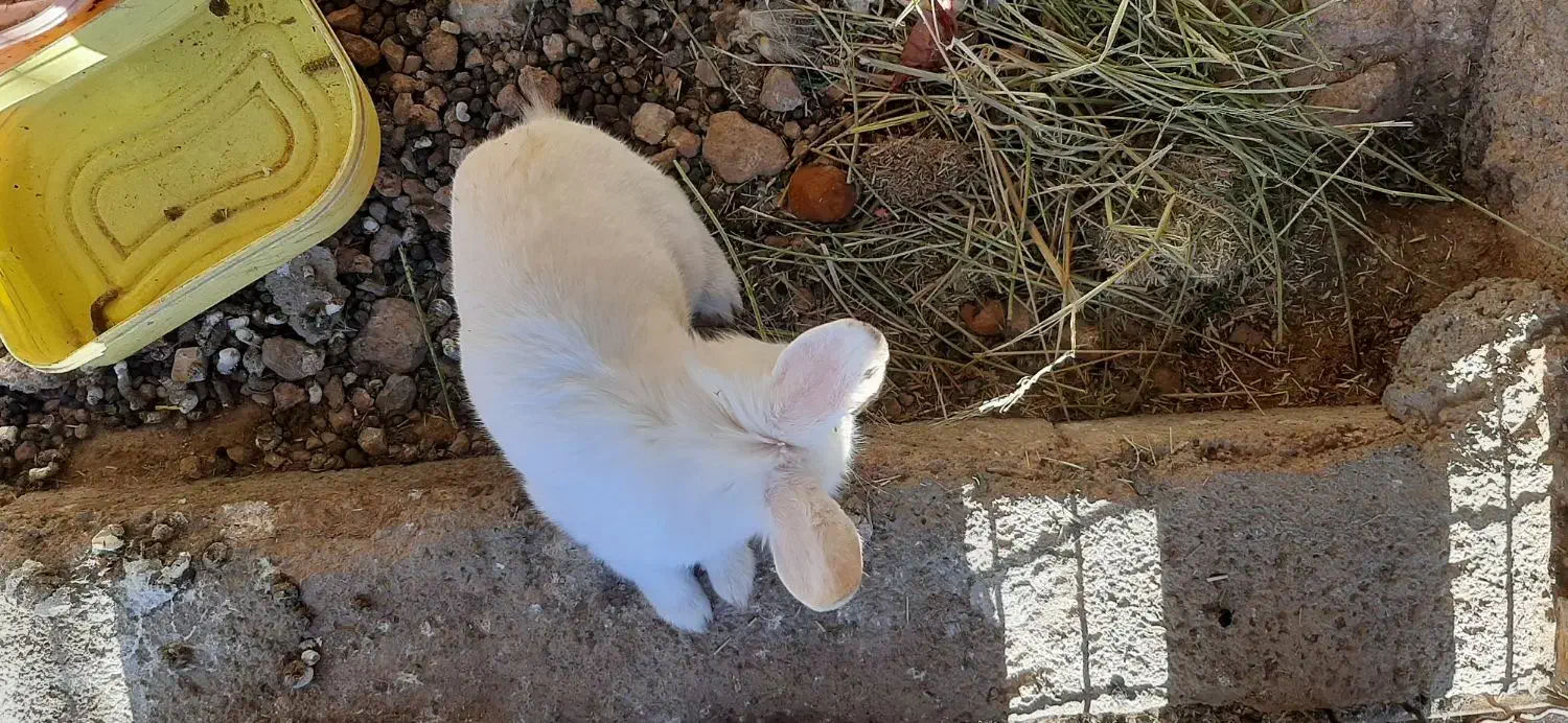 خرگوش|موش و خرگوش|لنجان, |دیوار