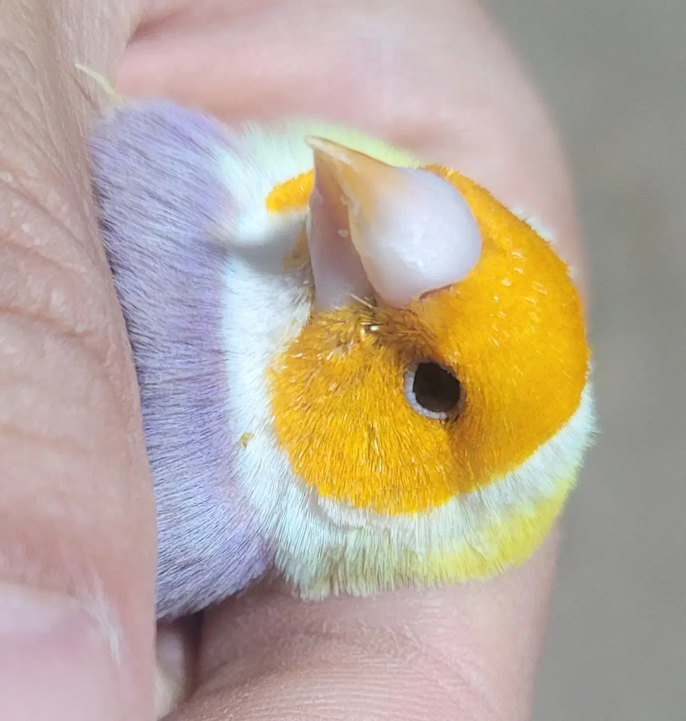 فنچ گلدین جوجه و مولد|پرنده|کرمان, |دیوار