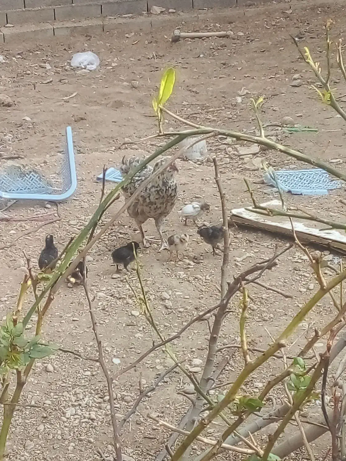 مرغ با جوجه|حیوانات مزرعه|جم, |دیوار